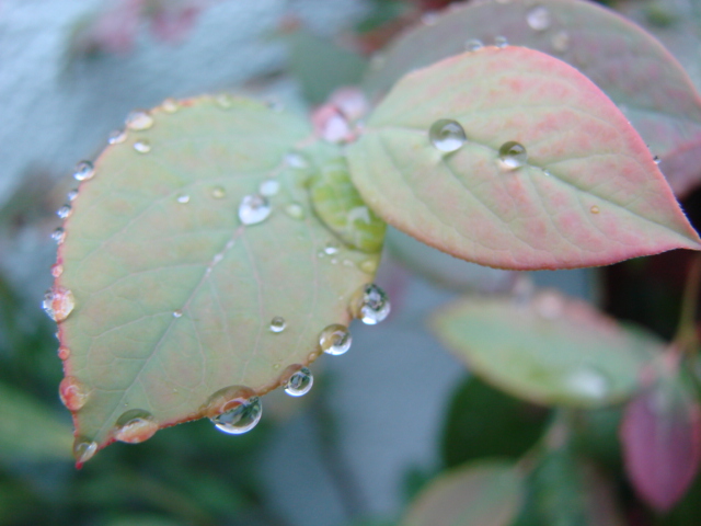 秋の雨 008.jpg